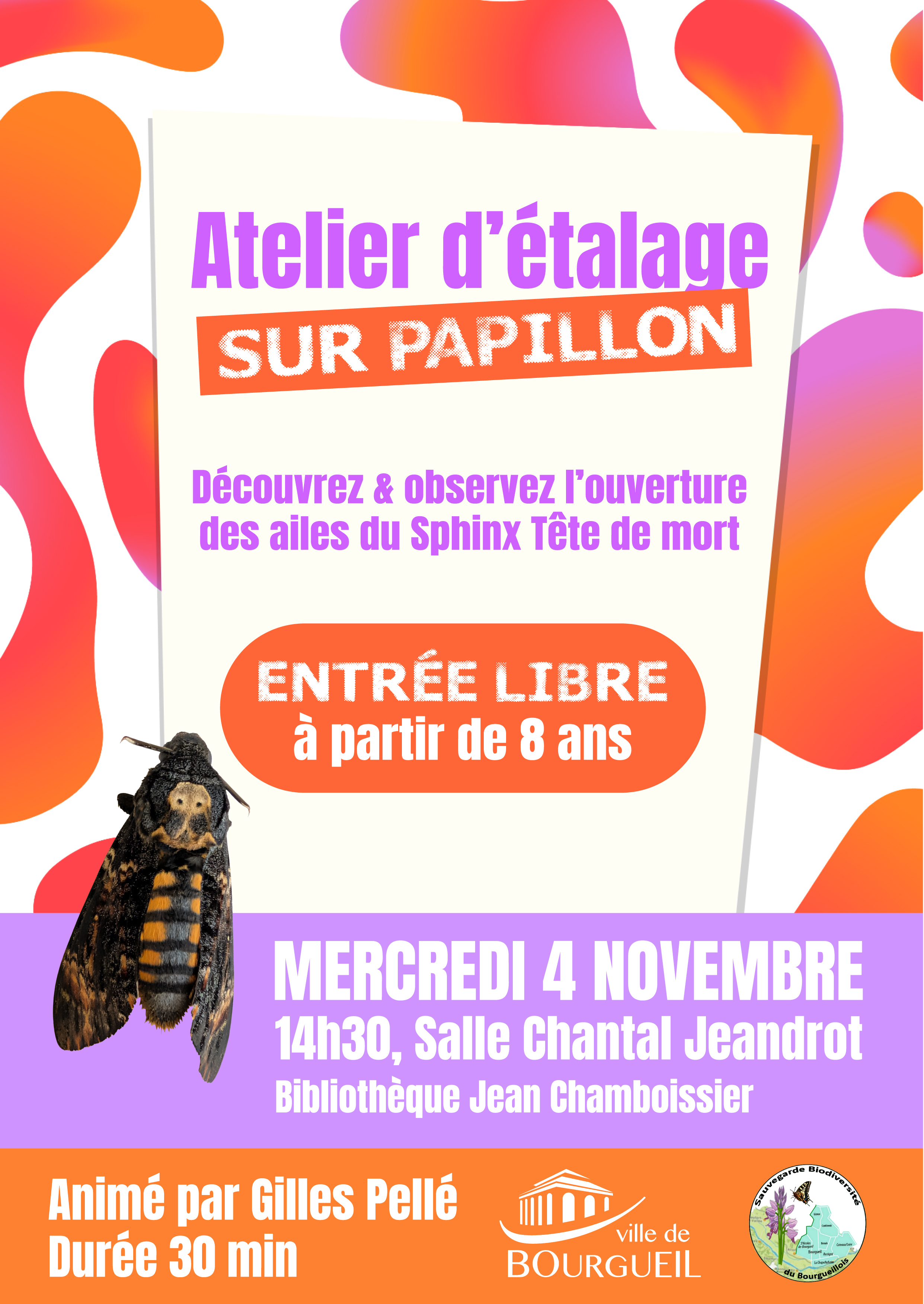 Atelier d’étalage – Papillon Sphinx Tête de mort